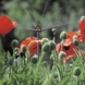 Aspersor Gardena micro 6 jeturi Aspersoare