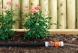 Furtun Gardena poros 7.5 m Furtunuri